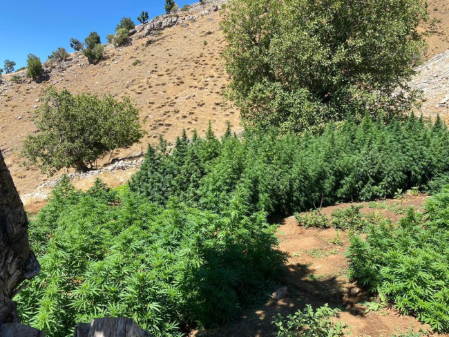 Terörün finans kaynaklarına darbe: 3 milyon kök kenevir ele geçirildi